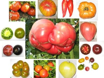 Tomato Seedlings: grow your own heirloom tomatoes!
