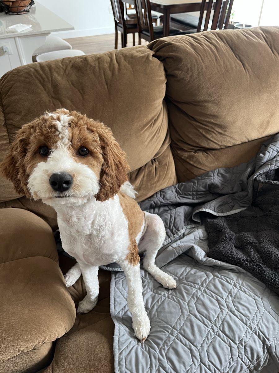 2 Year Old Cavapoo, hypoallergenic. Looking for a Loving Home