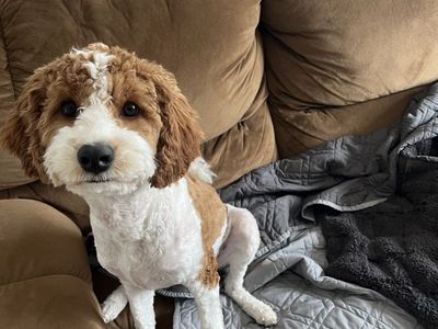 2 Year Old Cavapoo, hypoallergenic. Looking for a Loving Home