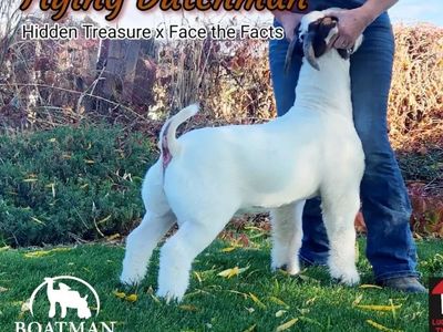 Flying Dutchman 1 Yr Old Daughter Boer Goat Doe