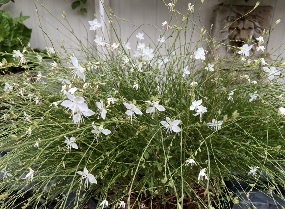 Locally grown White Fountain Gaura starts.