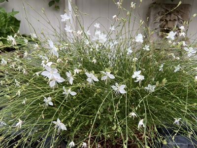 Locally grown White Fountain Gaura starts.