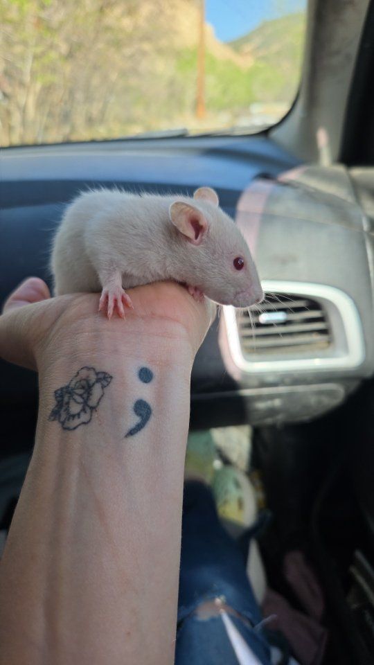 Ethically bred pet rats