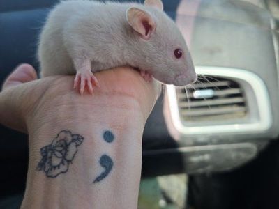 Ethically bred pet rats