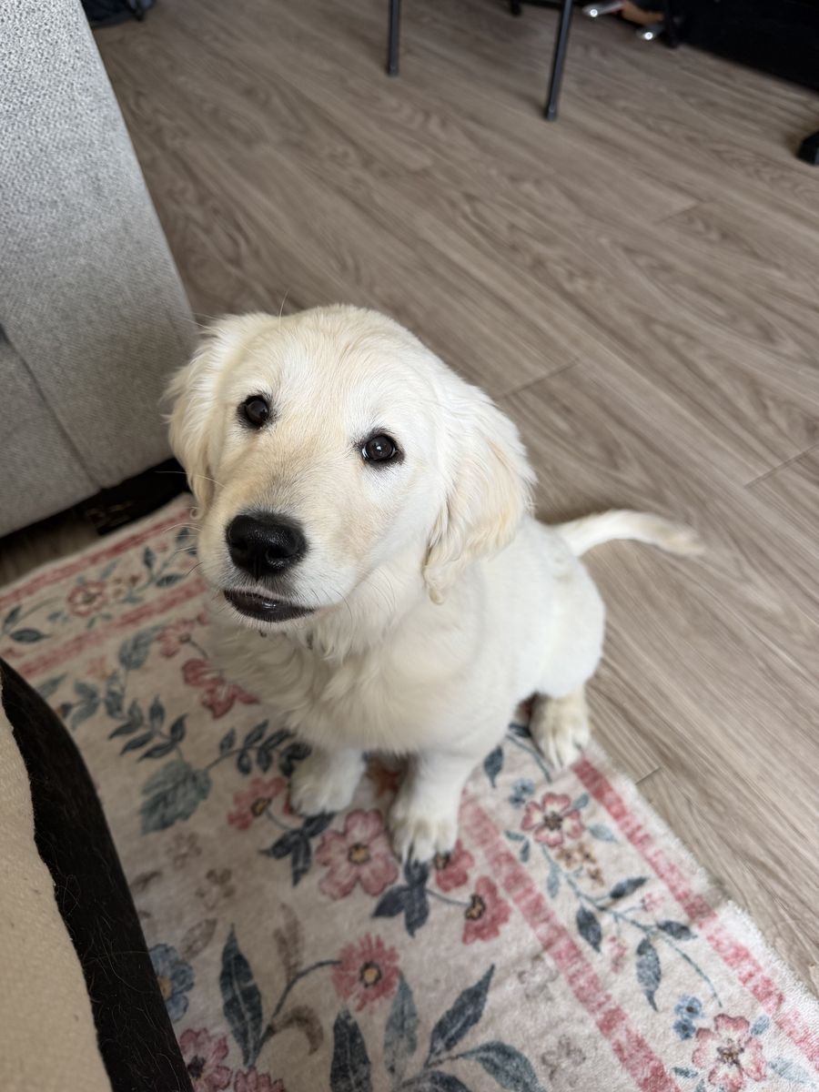 AKC Golden Retriever Puppy | English Cream