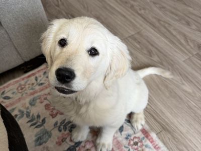 AKC Golden Retriever Puppy | English Cream