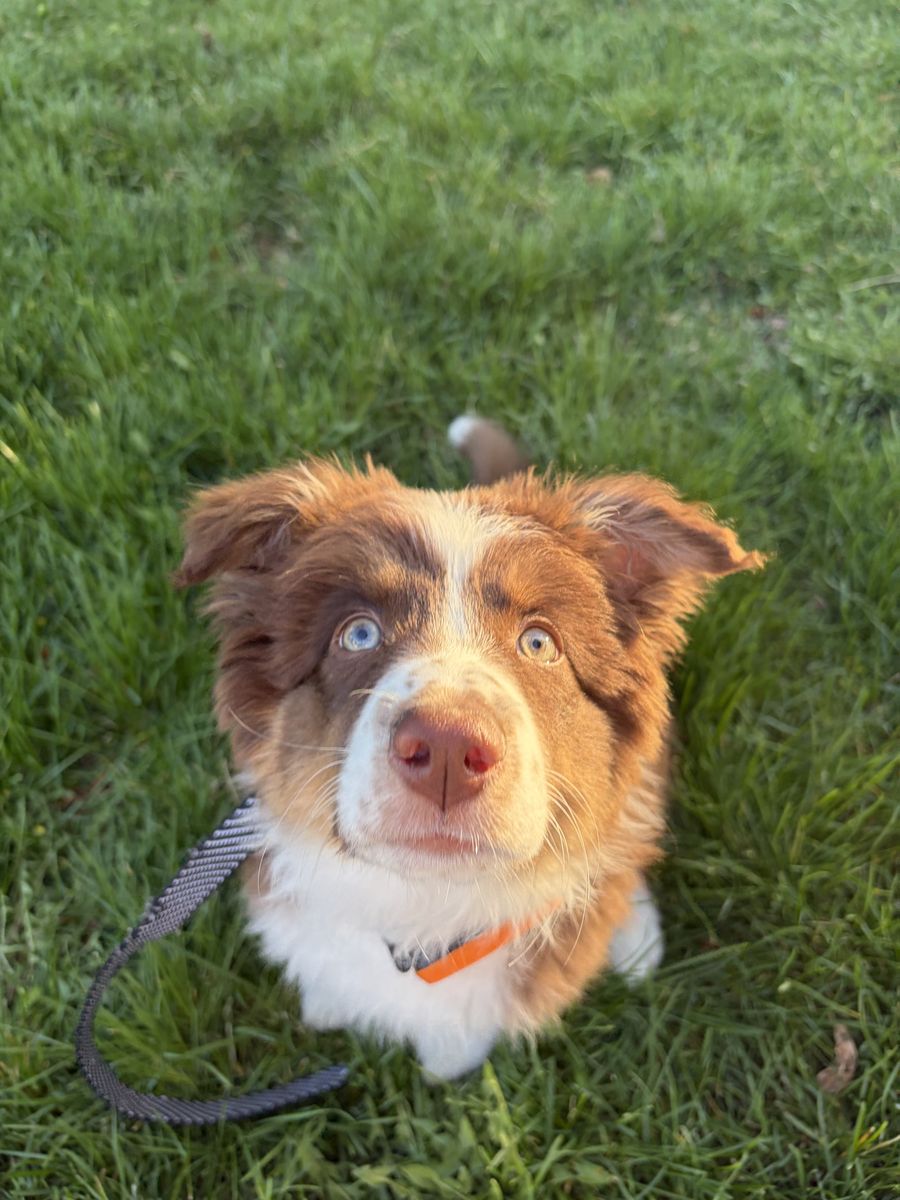 Australian Shepherd!
