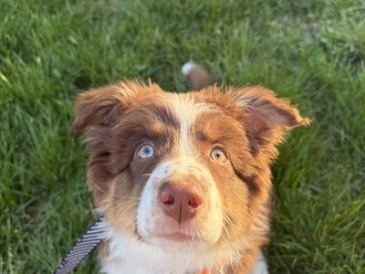 Australian Shepherd!