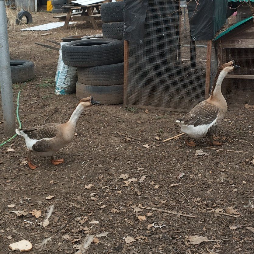 African Goose Geese Fertilized eggs
