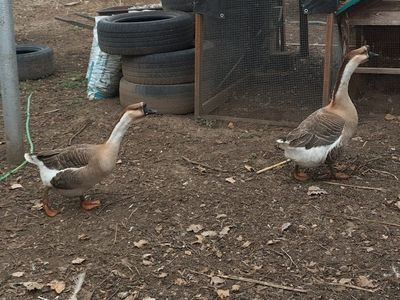 African Goose Geese Fertilized eggs