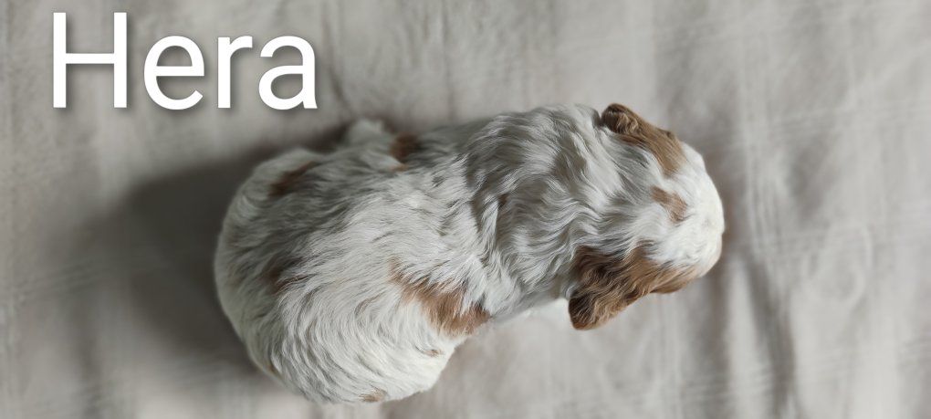 F1 Mini Brittany Doodle puppy