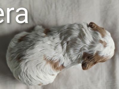 F1 Mini Brittany Doodle puppy