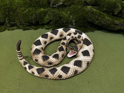Realistic Diamondback Rattlesnake juvenile Lifesize