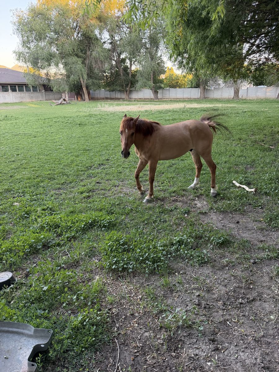 5 year old mustang