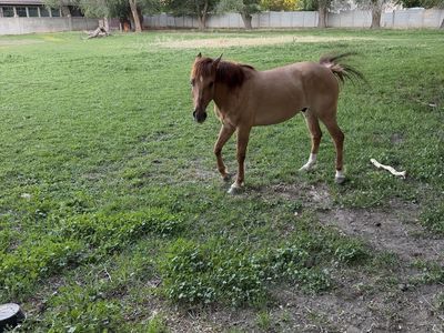 5 year old mustang