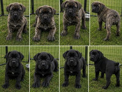 2 Cane Corso Puppies left****PRICE REDUCED ****