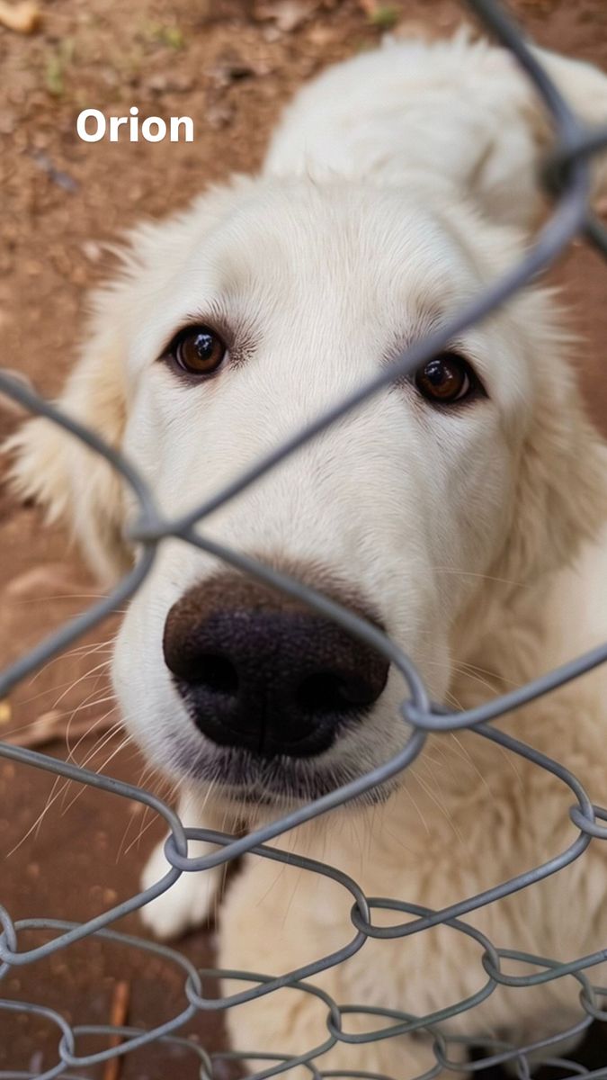 {Almost} 6-Month-Old Great Pyrenees Puppies