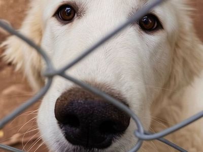 {Almost} 6-Month-Old Great Pyrenees Puppies