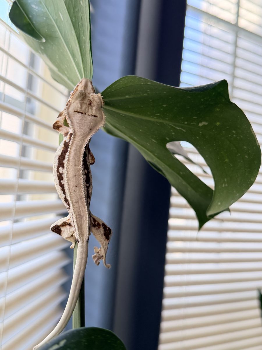 Female & Male Lilly White Crested Geckos + Full Setup 🦎