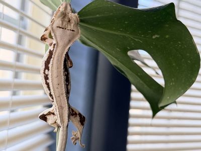 Female & Male Lilly White Crested Geckos + Full Setup π¦