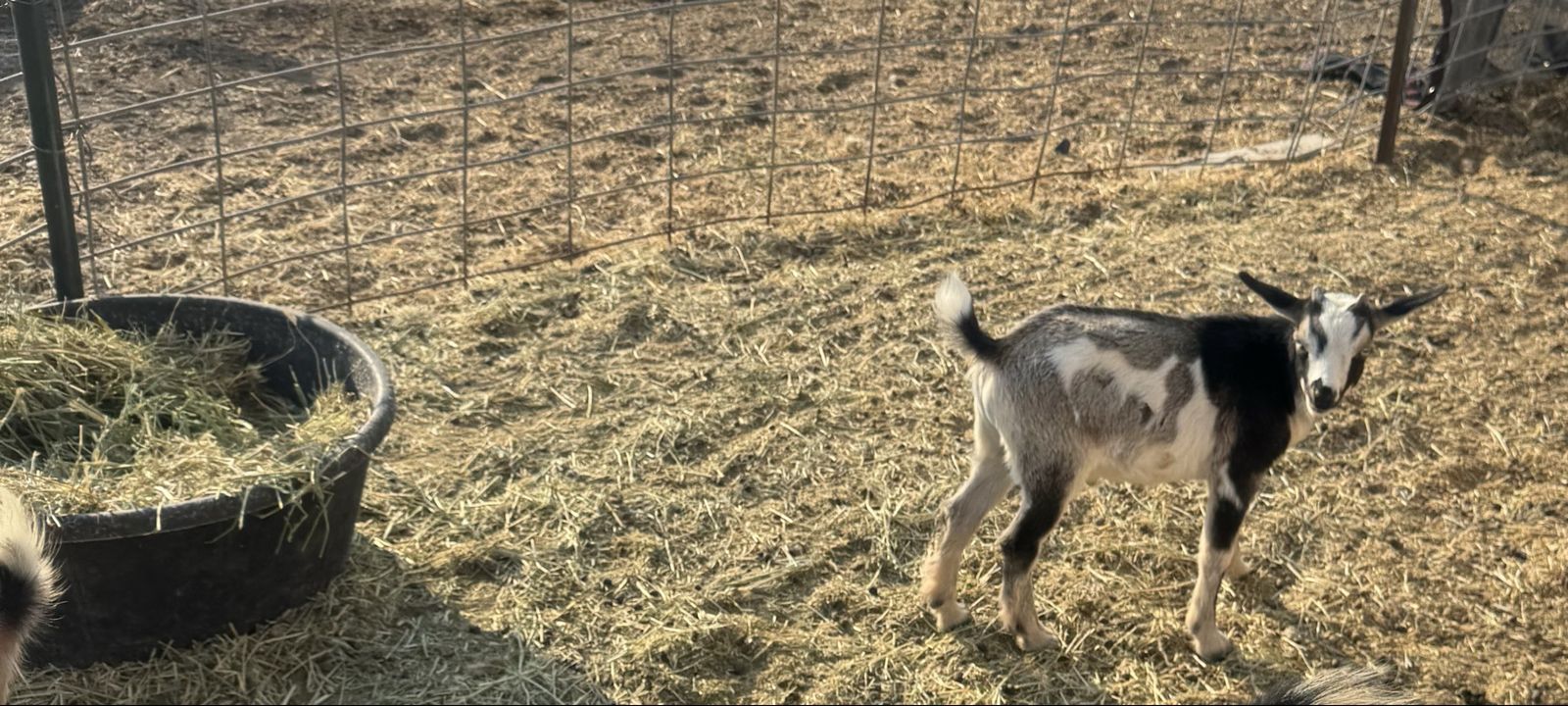 Nigerian dwarf buckling