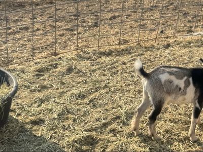 Nigerian dwarf buckling