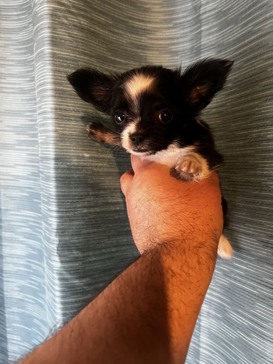Chihuahua pups