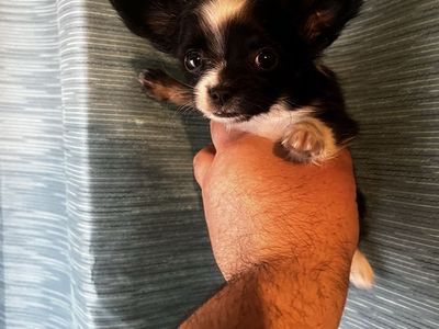 Chihuahua pups