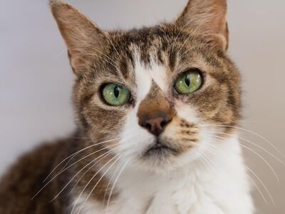 Hello my name is Forest