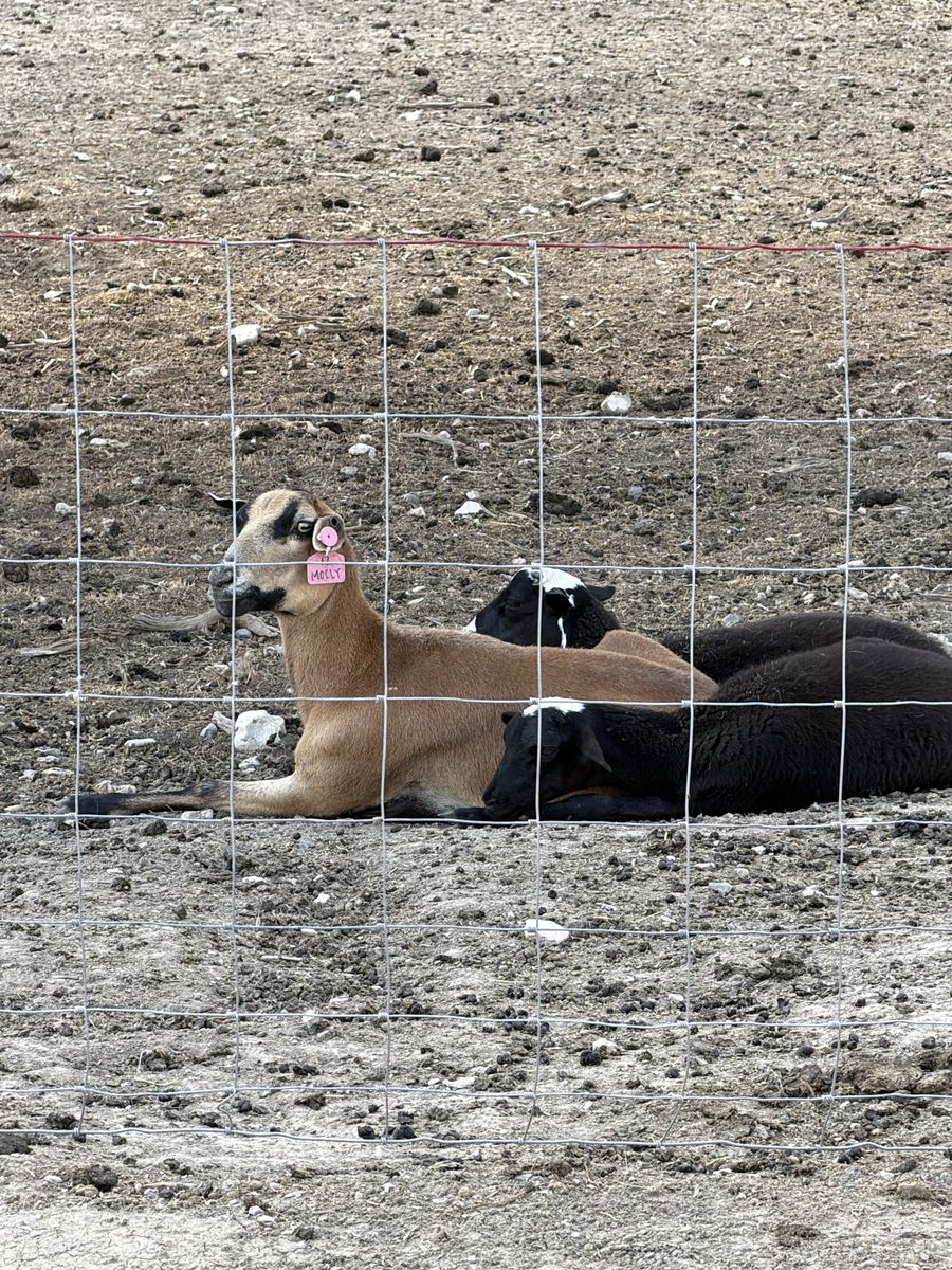 Churro Dorper Ewe with babies