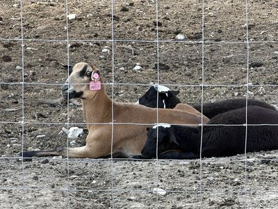 Churro Dorper Ewe with babies