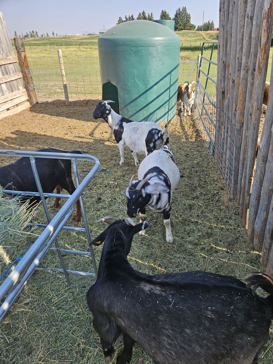 Boer goats