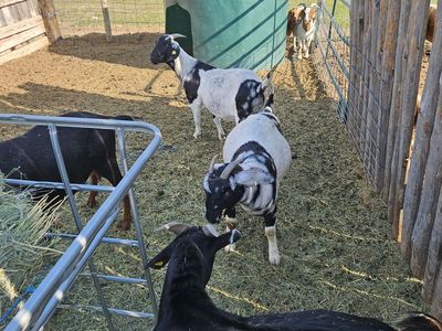 Boer goats