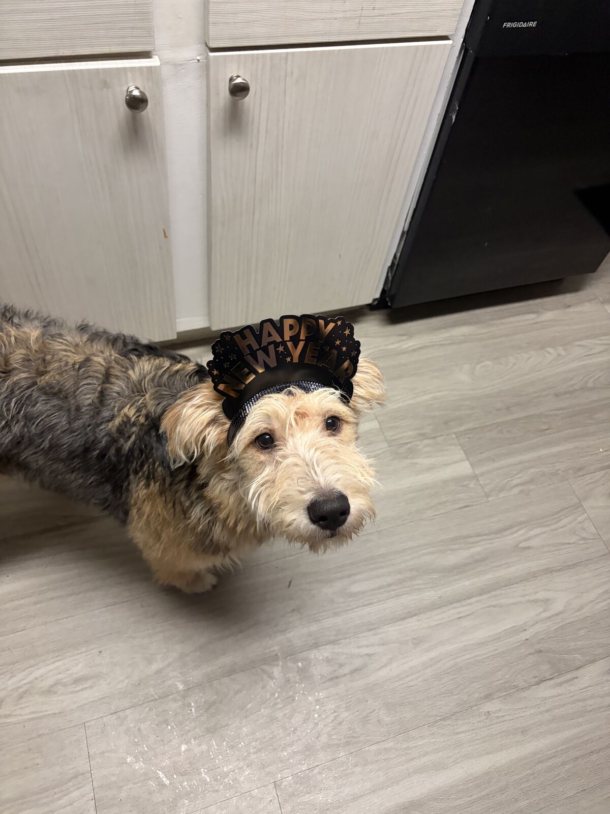 Free Terrier Heeler Mix Puppy