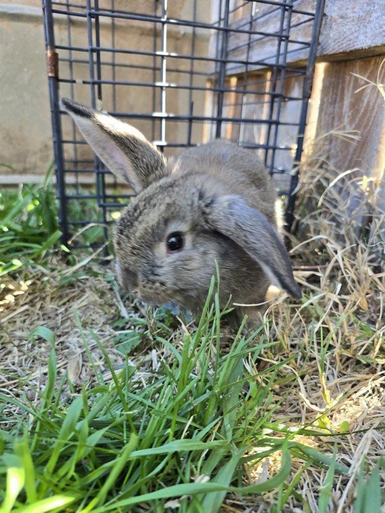 Holland Lop Mix (buck)
