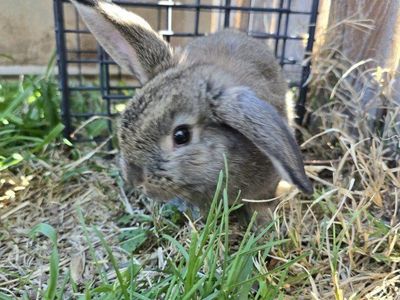Holland Lop Mix (buck)