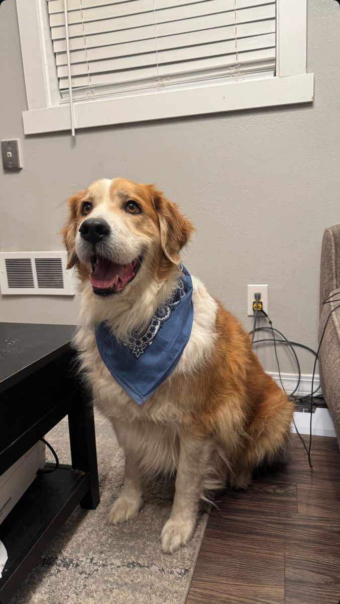 Great Pyrenees/Lab Mix