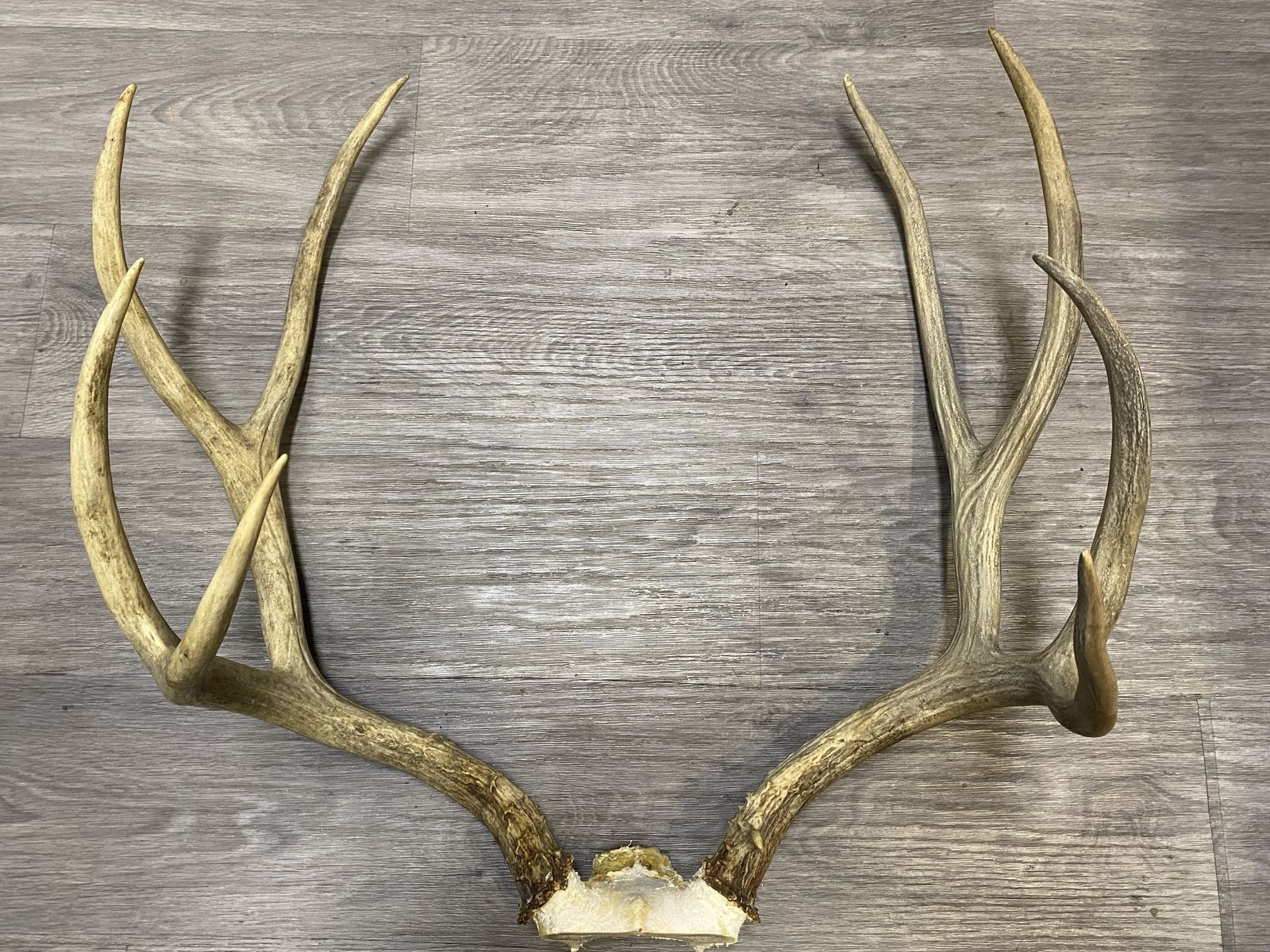 Tall Typical Mule Deer Rack! 19 4/8” Tall G2!