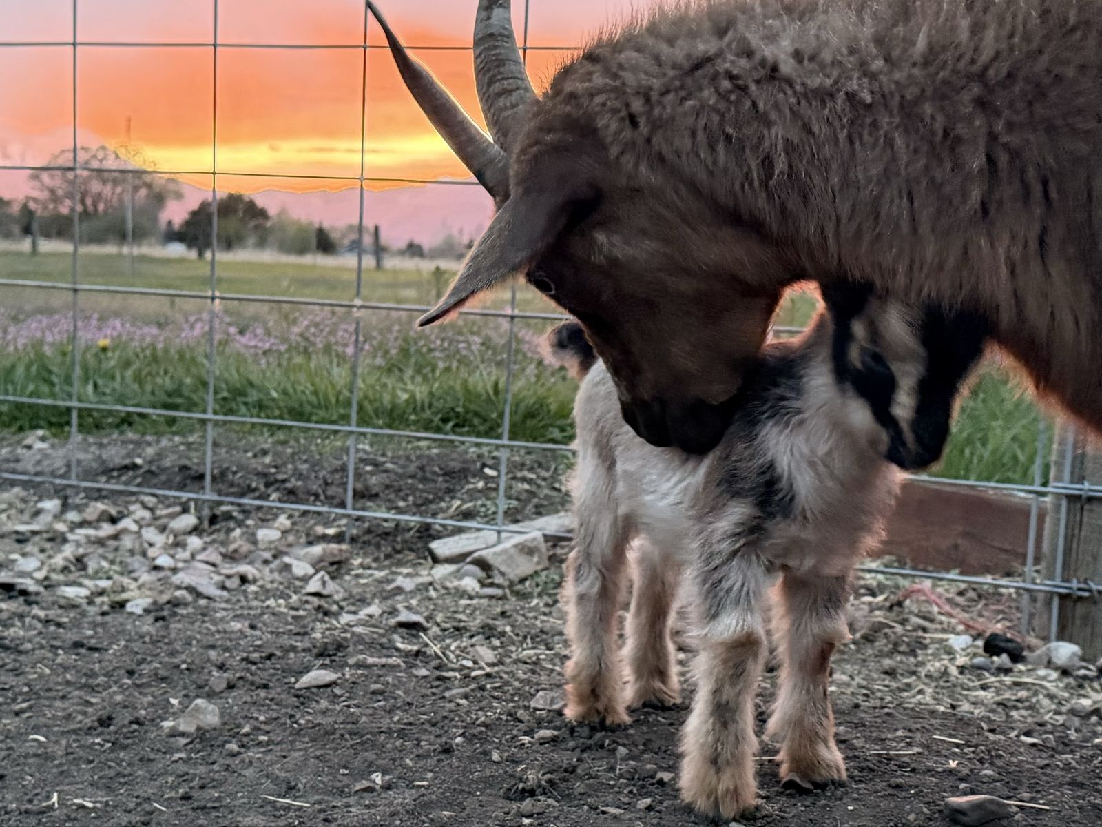 Nigerian Dwarf Doeling