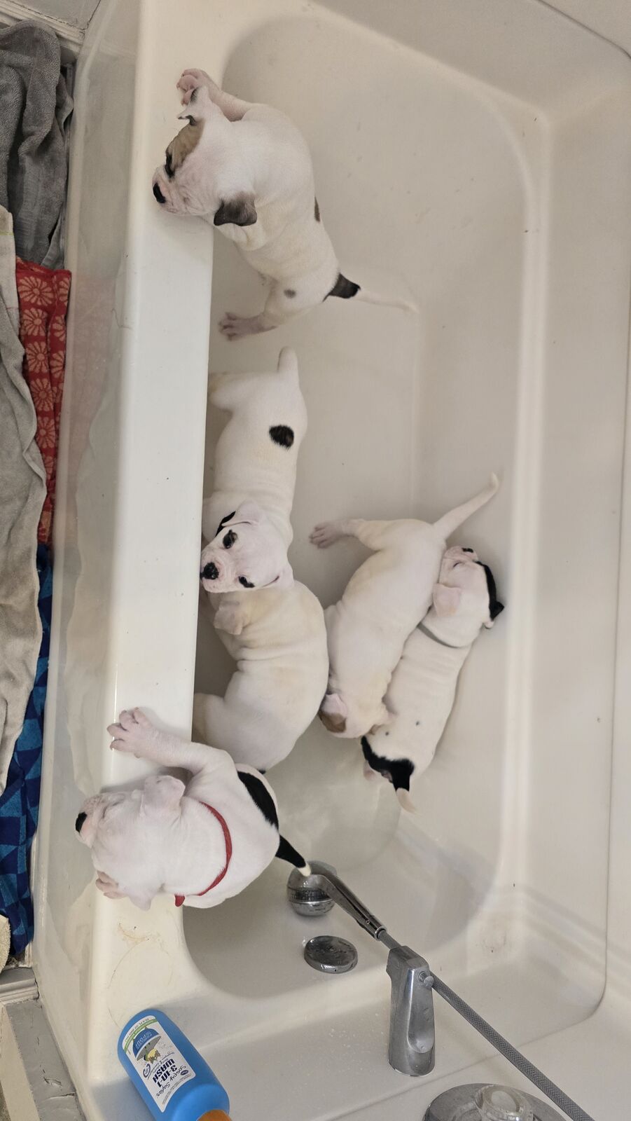 American Bulldog Puppies