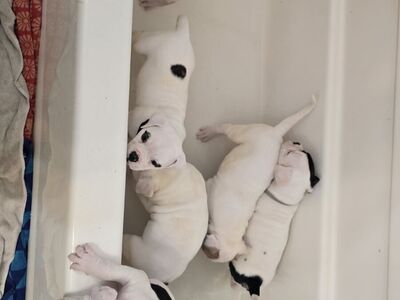 American Bulldog Puppies