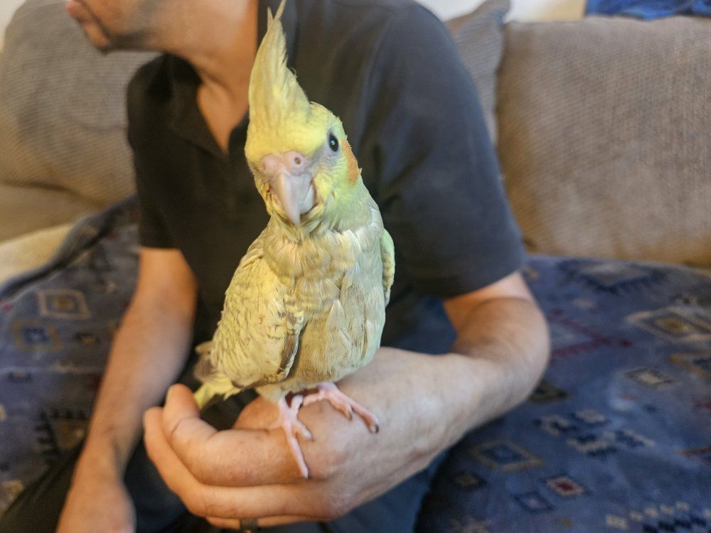 Hand-Fed Baby Pearl Cockatiel