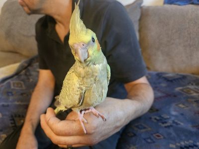 Hand-Fed Baby Pearl Cockatiel