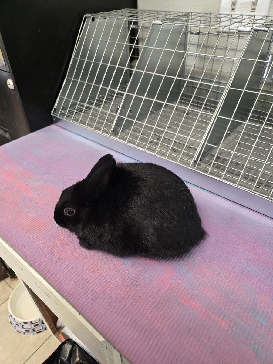 Purebred Polish mini dwarf size girl