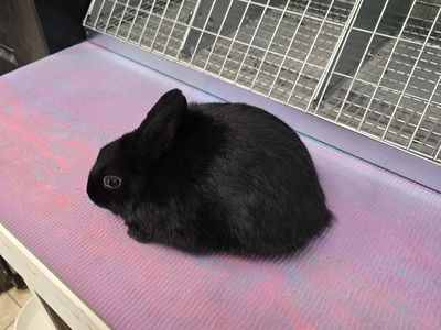Purebred Polish mini dwarf size girl