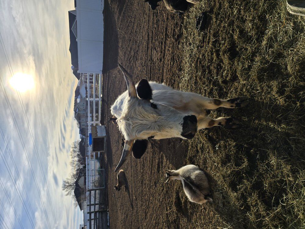 2 Highland steers for sale