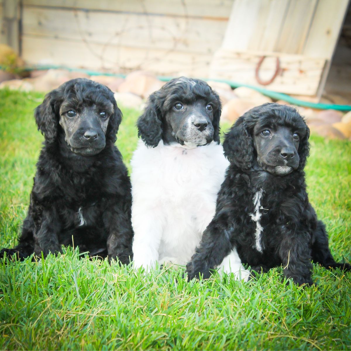 AKC Standard Poodles