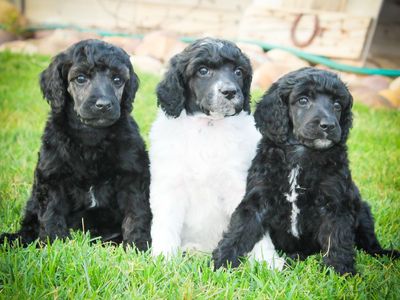 AKC Standard Poodles