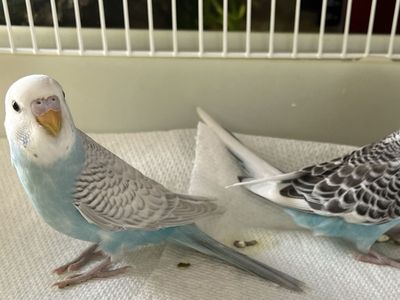 Baby Parakeets