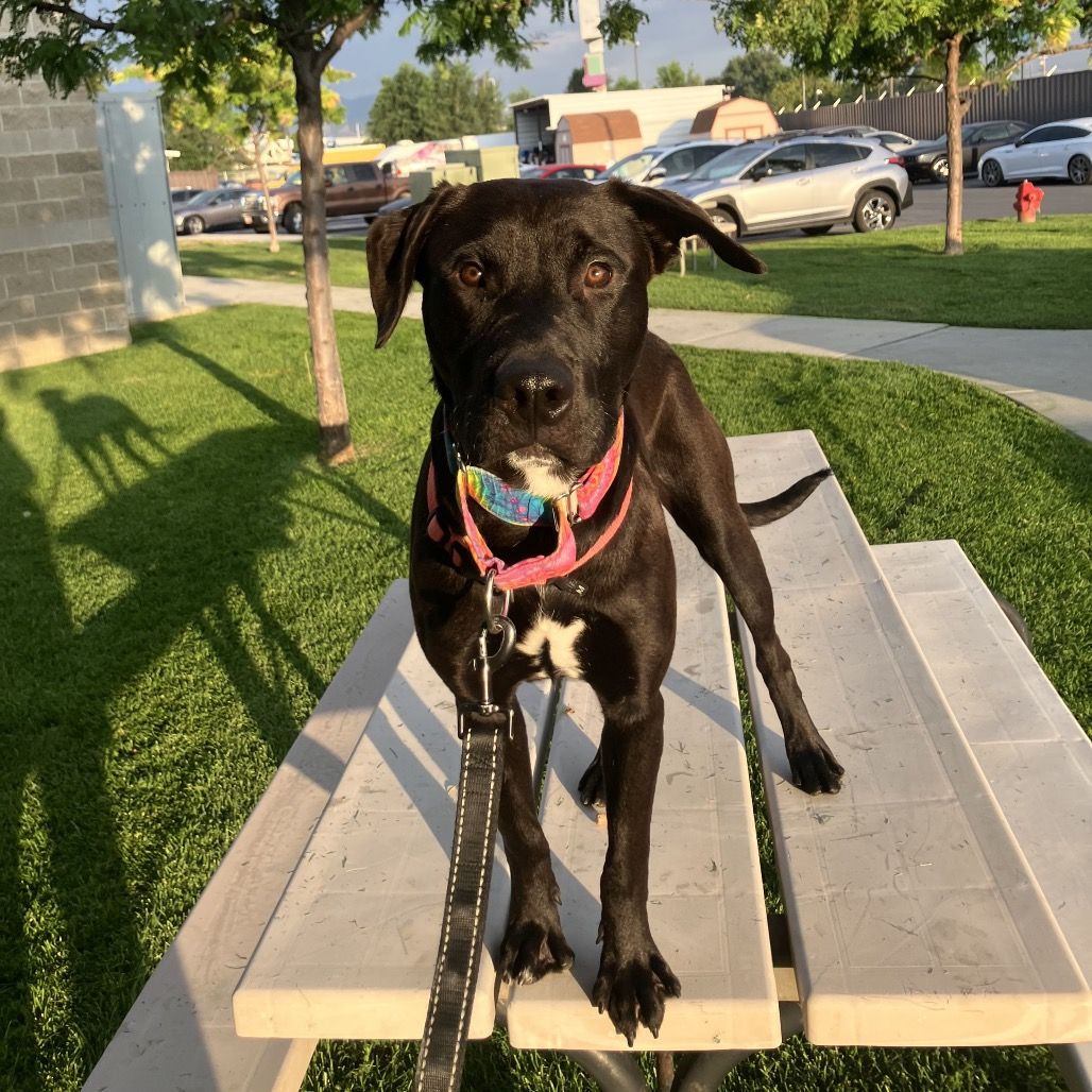 Hello my name is Brownie